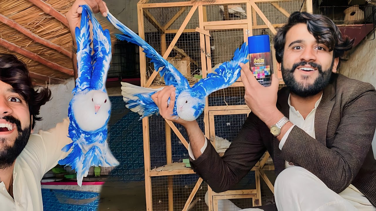 World Biggest Kabutar ko Colour kr diya 😍 | Apna Dihat