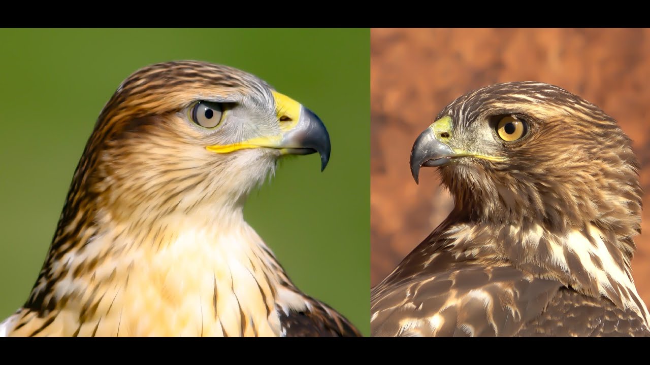 Falconry: Ferruginous hawk VS Red-tailed hawk