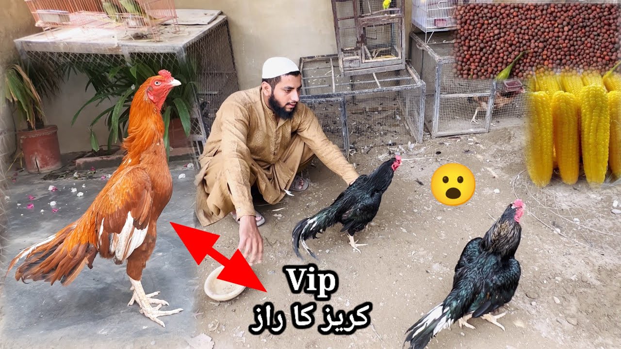 Aseel Murga Ki Vip Kureez Ka Raaz? Khurak Men Ye Ad Kren😮Aur Kamal Dekhen | Shoqeen Loog Aseel