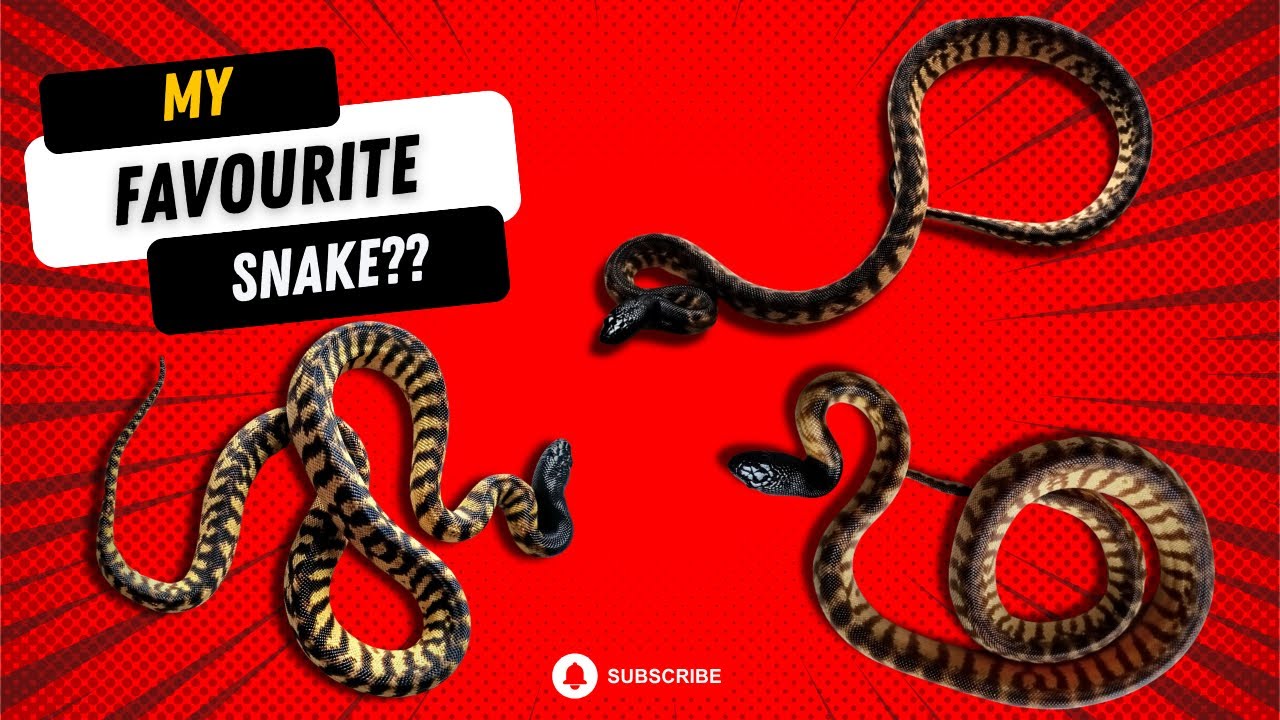 INTRODUCTION TO BLACK HEADED PYTHONS #reptiles #snakes #bhp #aspiditesmelanocephalus