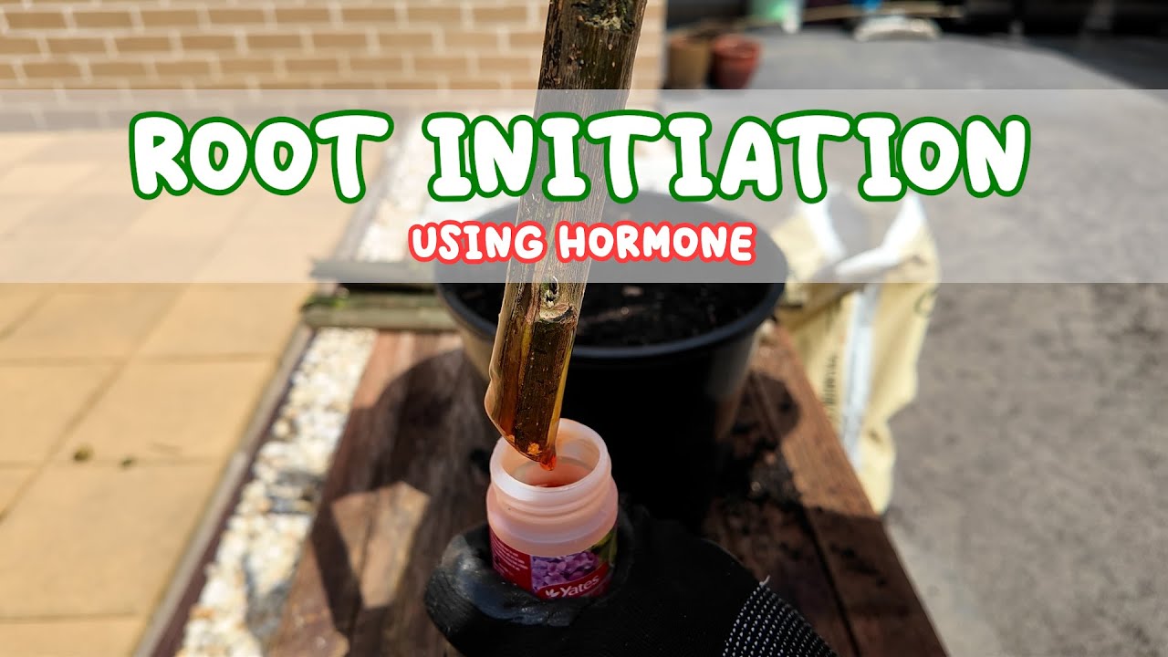 Growing Plant from Stem Cuttings - Rooting Stems of African Bitter Leaf Plant or Vernonia Amygdalina