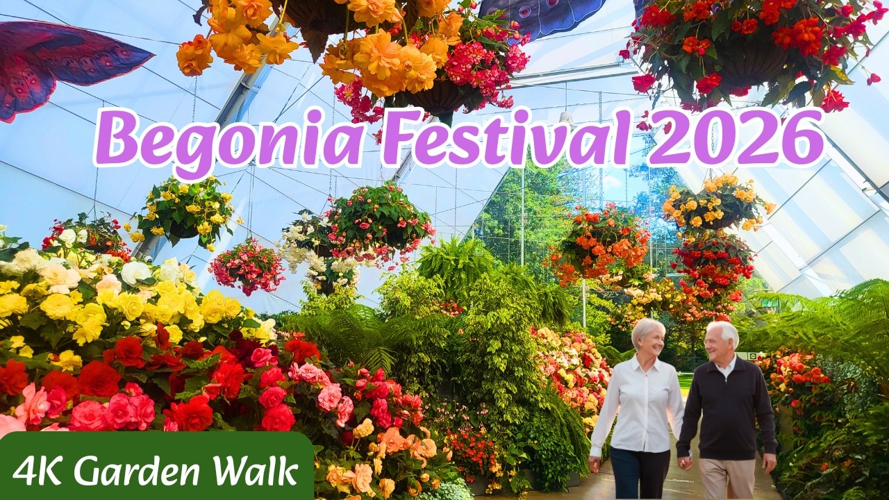 1000+ Varieties of Vibrant Blooms inside the Breathtaking Ballarat Begonia Festival 2026