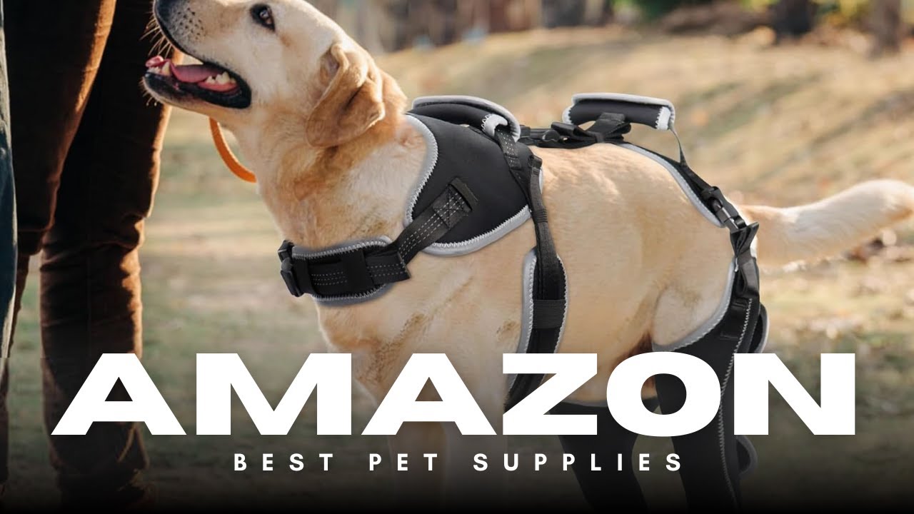 Dog ACL Injury? 🐕‍🦺 How This Hinged Knee Brace Helps Recovery & Support 🩹