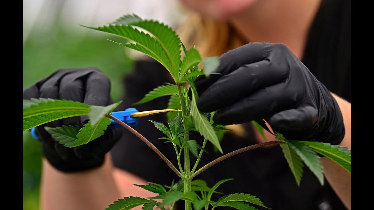 Ohio State Medical Board considering 3 new qualifying conditions for medical marijuana