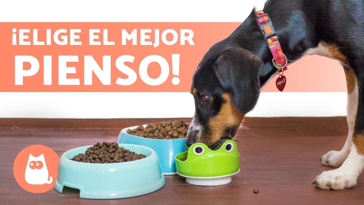 ¿Qué PIENSO es MEJOR para mi PERRO? 🐶✅ (5 Consejos)