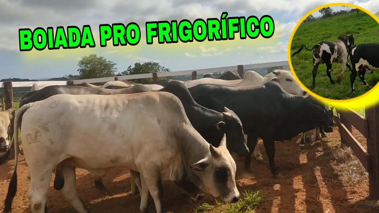 🛑🛑 DE BOI A BOIADA GORDA , PRIMEIRA PESAGEM NA BALANÇA  ELETRÔNICA