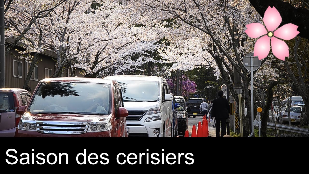 Le Japon - La saison des cerisiers / Cherry blossom - Trip to Japan 　2014・さくら / 三重県 津市