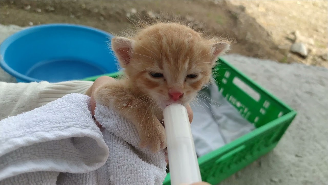 Yavru Kedi Bakımı Nasıl Yapılır 🐈Mecbur Kalınmadıkça Yıkanmaz ‼️ ( Annesiz Yavru Kedi Bakımı )