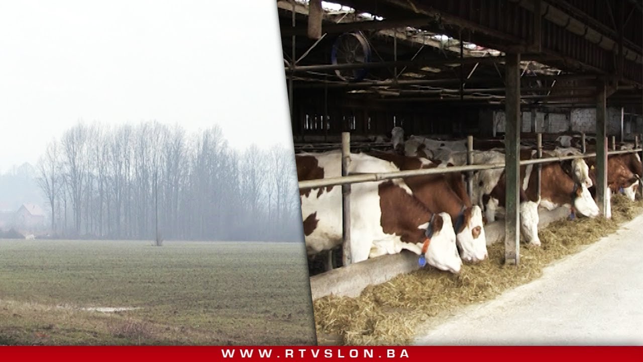 Farme sa područja TK pred zatvaranjem: Proizvodnja mlijeka se ne isplati! - 06.06.2019.