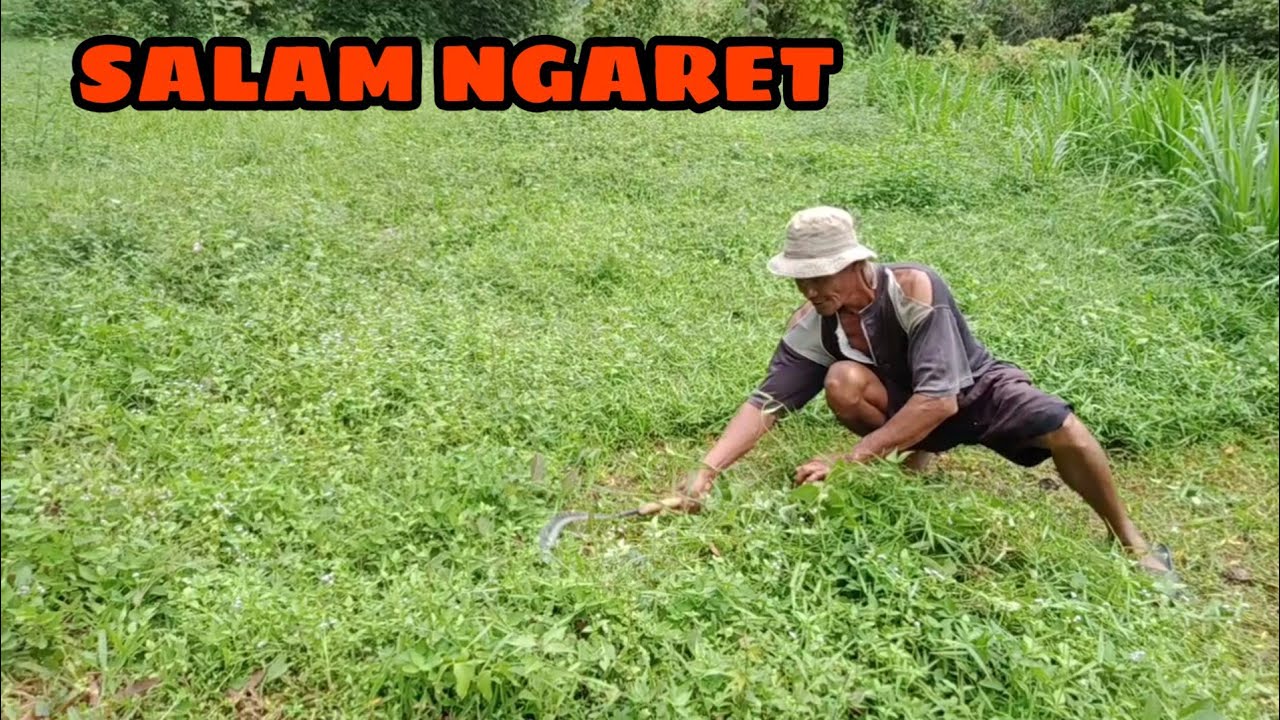 PAK GOPAR TUKANG NGARIT TERNYATA SAPINYA BANYAK