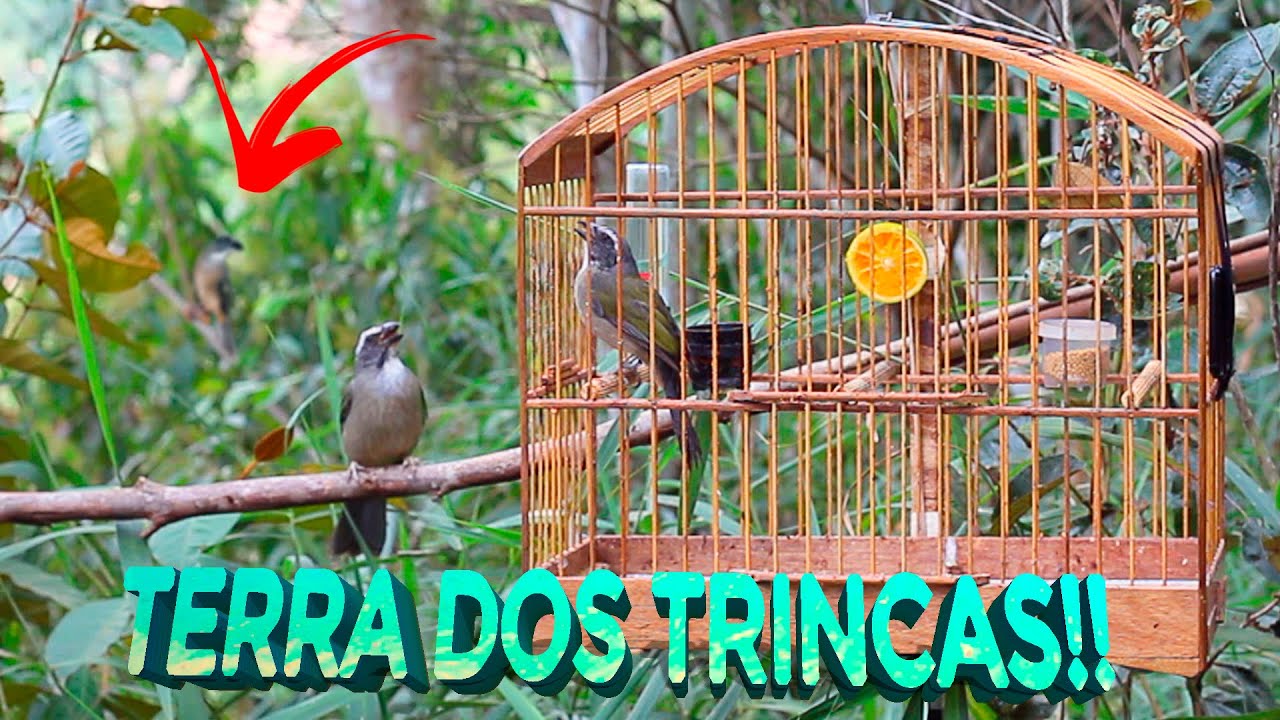 VOLTEI NA TERRAS DOS TRINCAS!! O MELHOR para ESTIMULAR e ESQUENTAR! Trinca Ferro SHOW no MATO! PART2