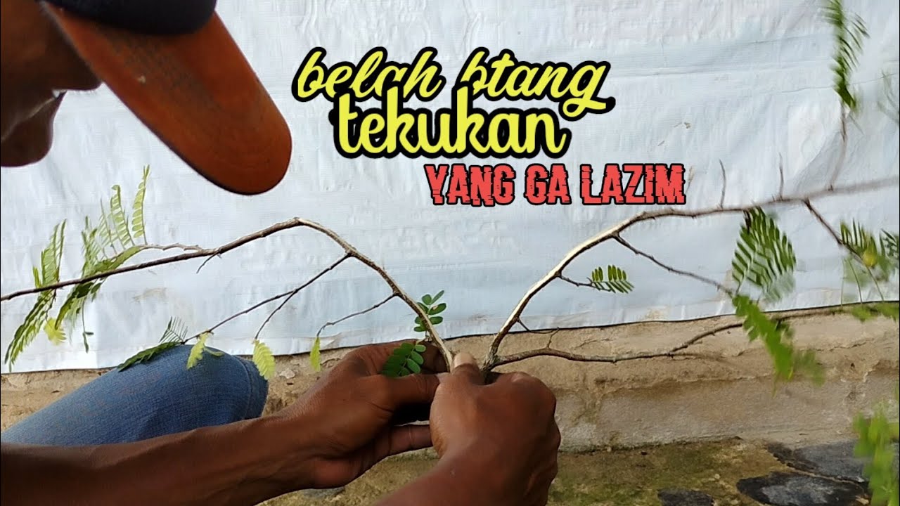 Tehnik belah batang dan tekukan super xtrim,asam jawa