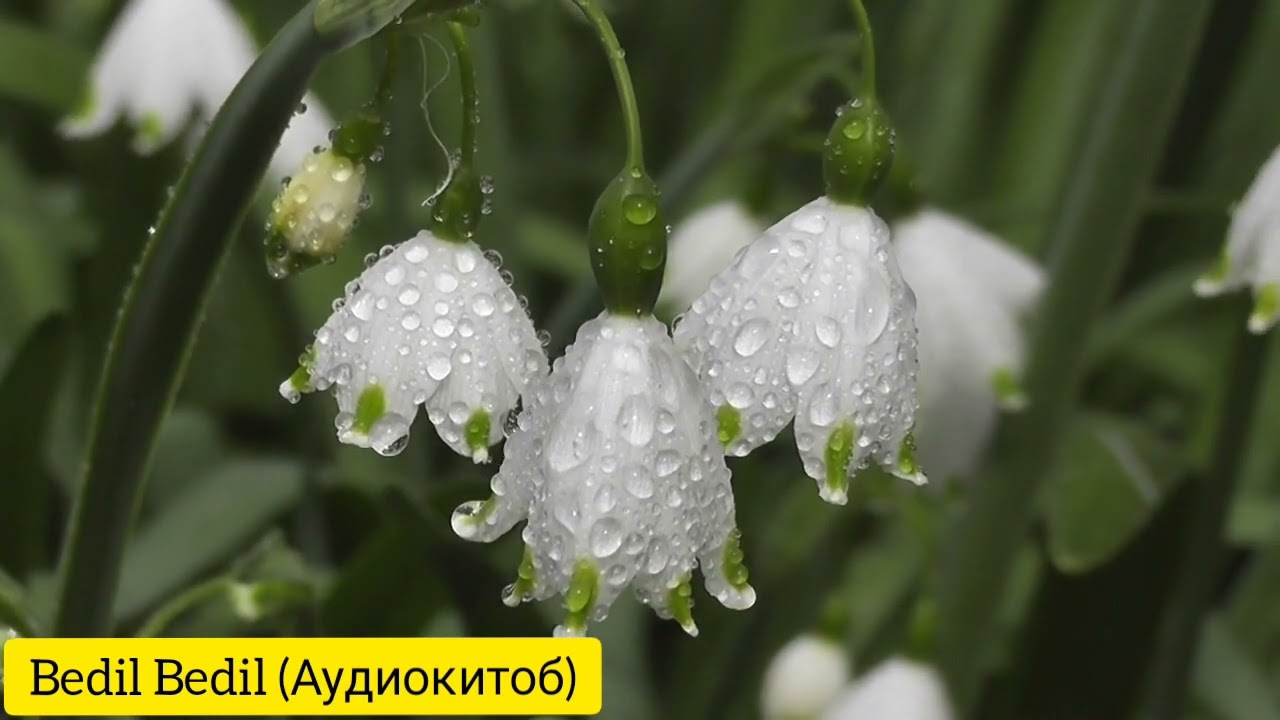 ЯТИМ (Повест)-Қисми 11 Анҷоми повести Ятим.