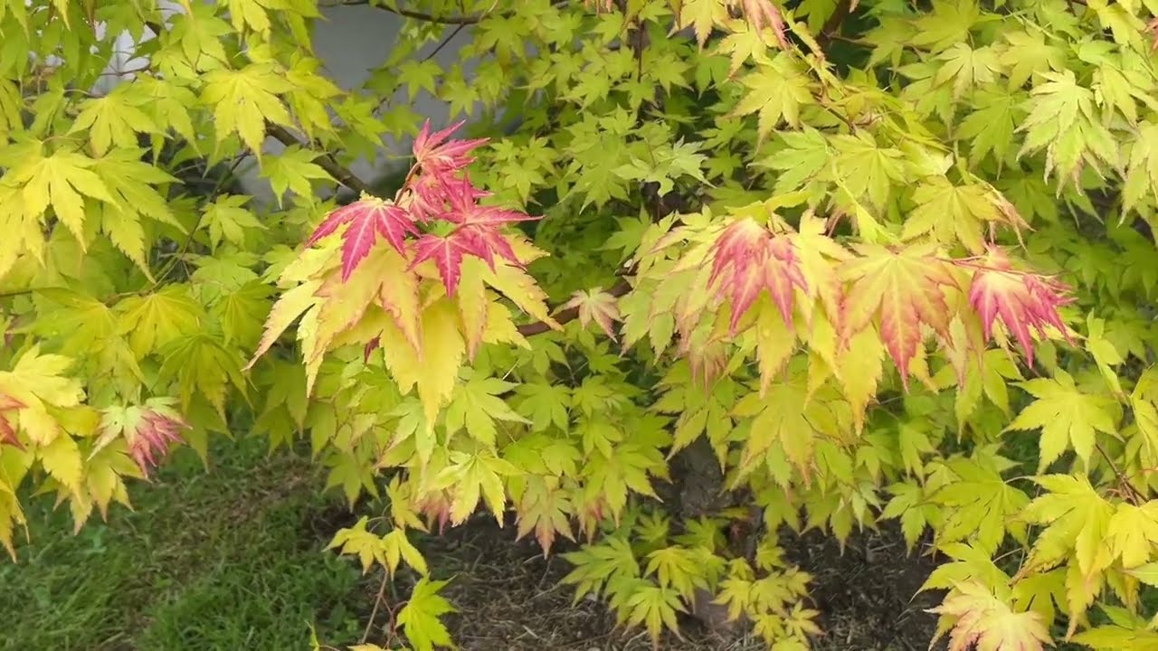 Acer Orange dream, 7 years journey