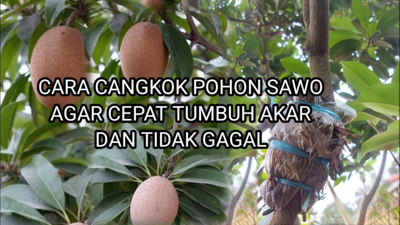 Cara cangkok pohon sawo anti gagal cepat tumbuh akar