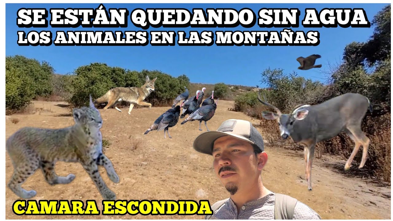 Los Animalitos Se Estan Quedando Sin Agua En Este Lugar 