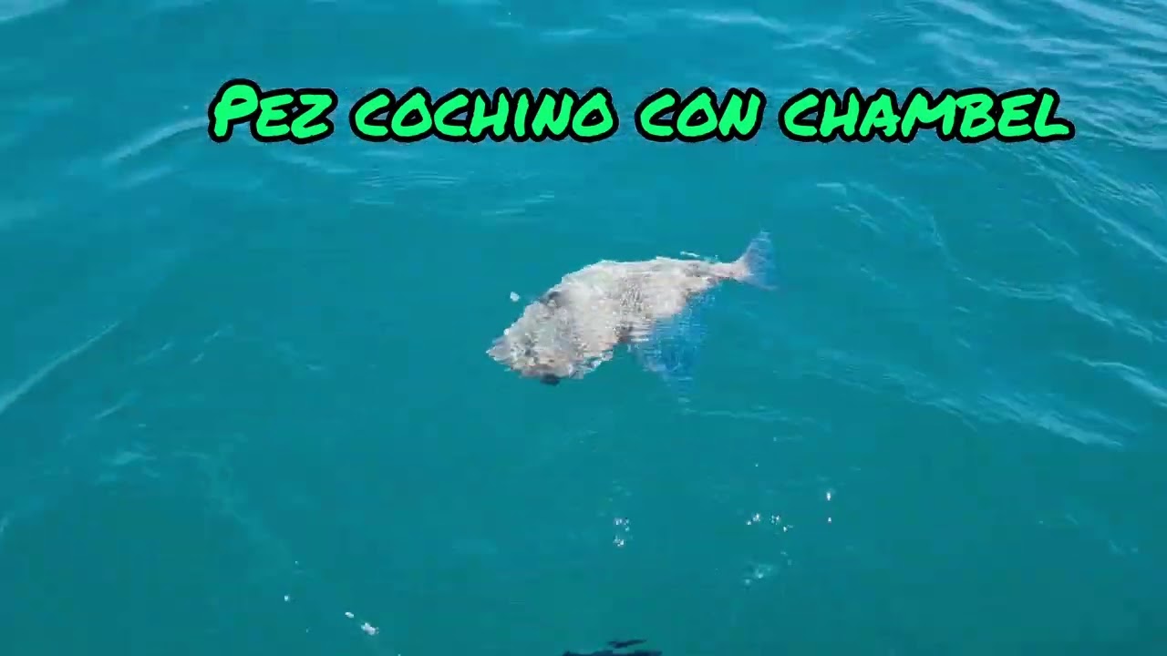 Pesca a Curricán y Chambel en aguas del litoral Gaditano-Conil de la Frontera Cádiz.