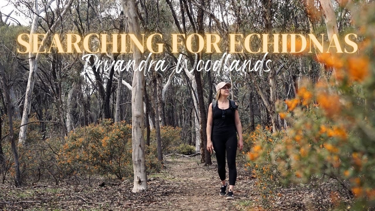 Searching for Echidnas in Dryandra Woodlands, Western Australia / Solo Peaceful Camping Mission.