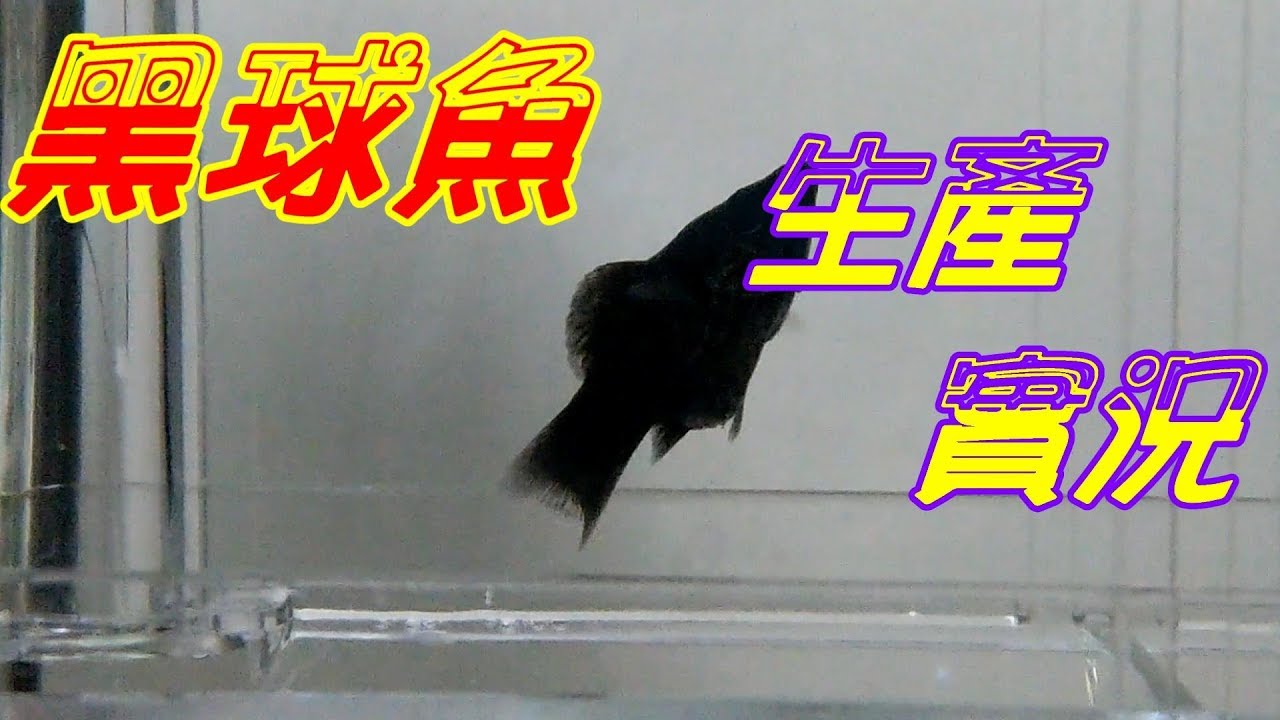 球魚生產黑球魚寶寶 / Aquarium