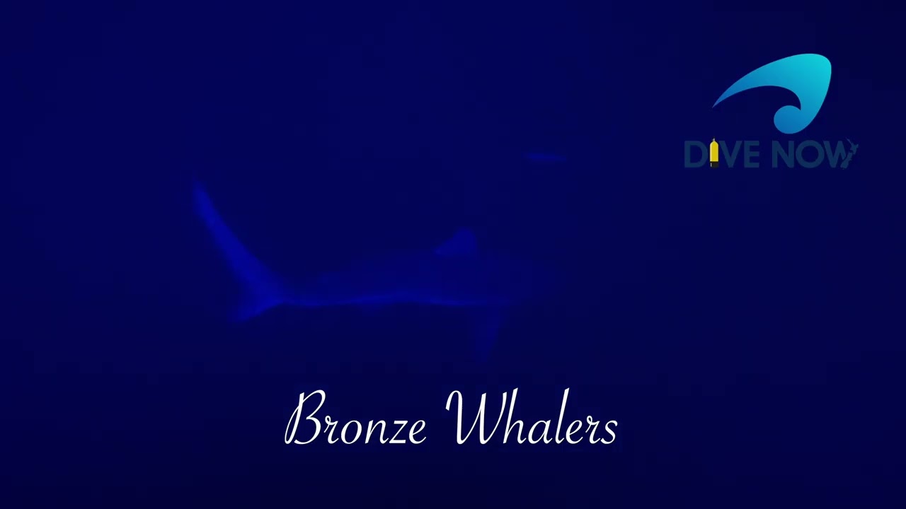 Best Night diving in New Zealand is at the Poor Knights.