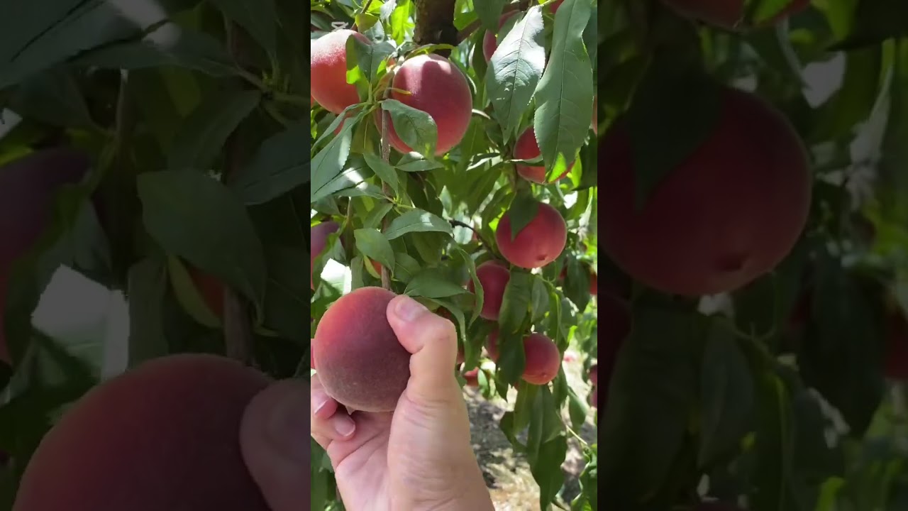 #42 Enjoy Beautiful Nature #harveting #pickingpeaches #shorts #shortsvideo