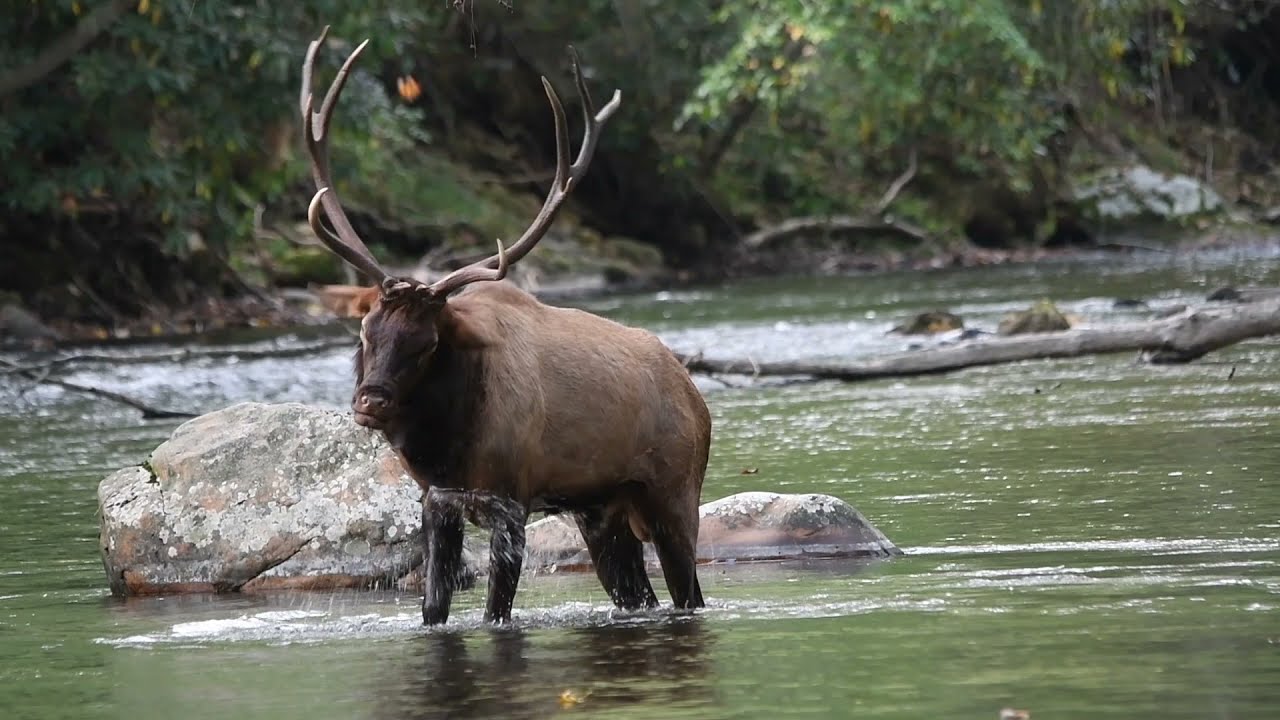 Power of Creation Through the Bible with Wildlife by Karen King