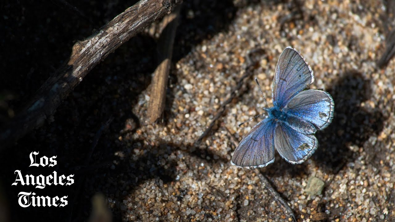 She helped save the Palos Verdes blue butterfly from extinction