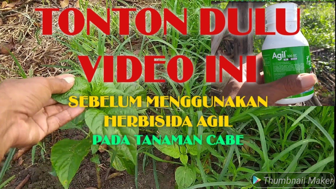 Herbisida Agil Untuk Tanaman Cabe