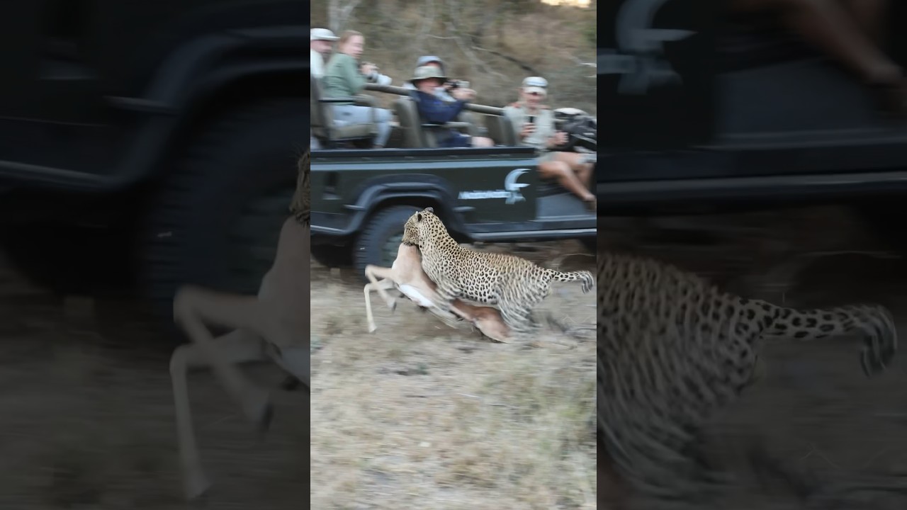 Brute strength 💪 🐆 The Maxim&rsquo;s male hoists his impala kill before a hyena could steal it.