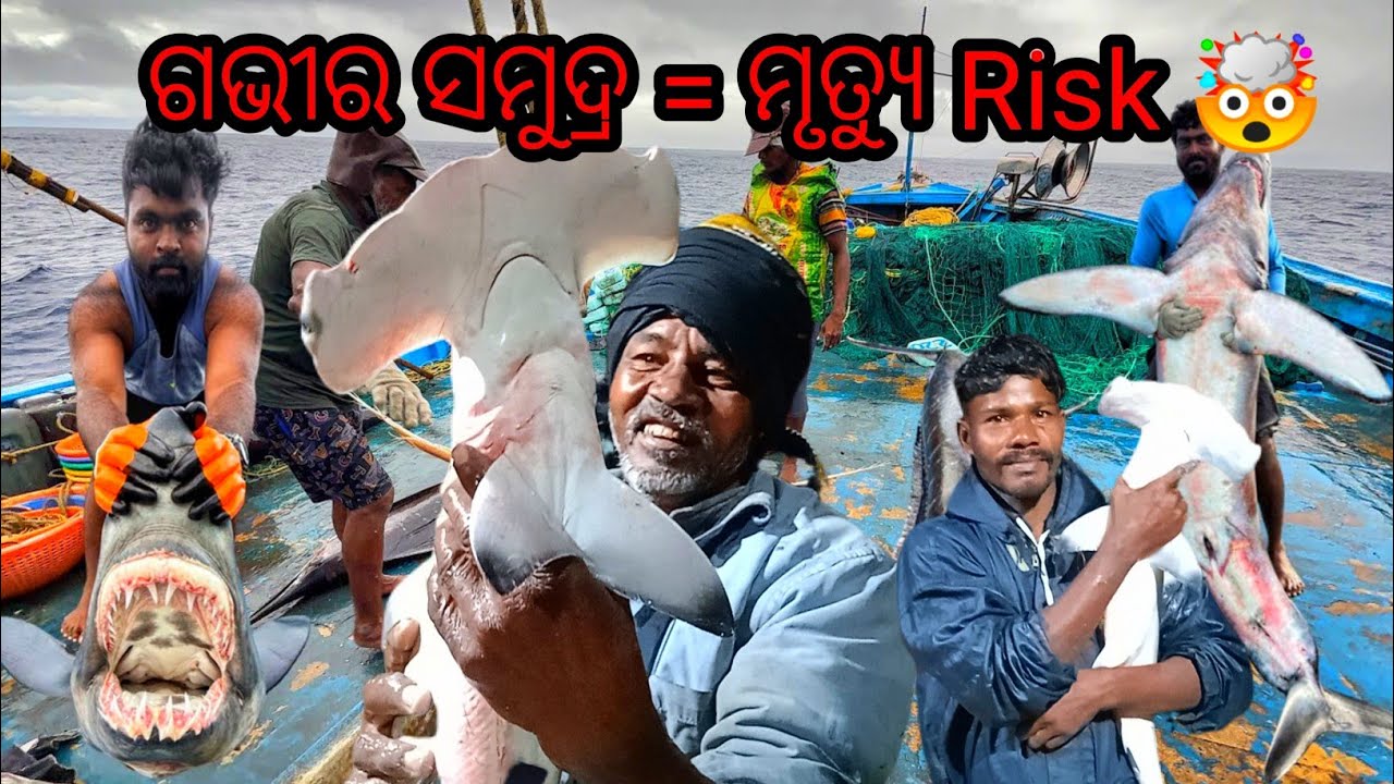 Fishing vessels||Fishing videos//Fishing//ଗଭିର ସମୁଦ୍ର ଭିତରୁ trawler ରେ ମାଛ ଧରିବା କେତେ risk 🤯