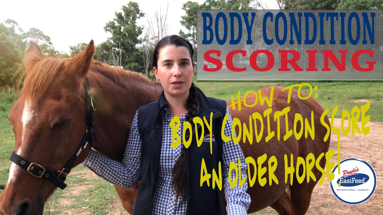 How To Body Condition Score An Older Horse?