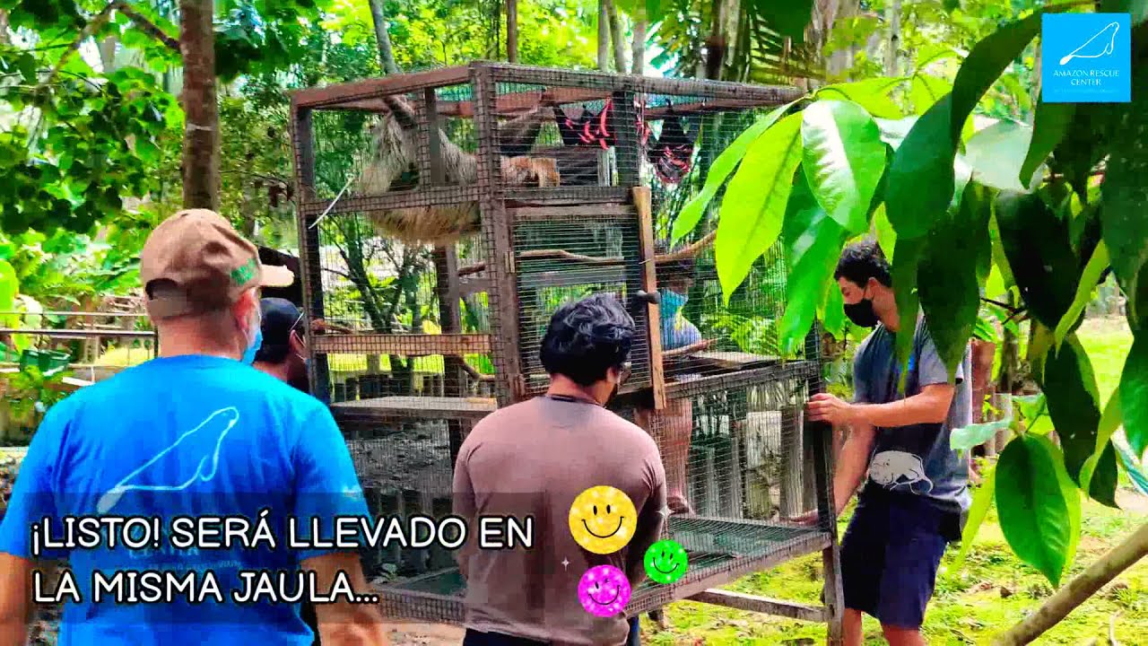 #CREA #Liberación ¡El más grande hasta ahora liberado! 🦥👏💚