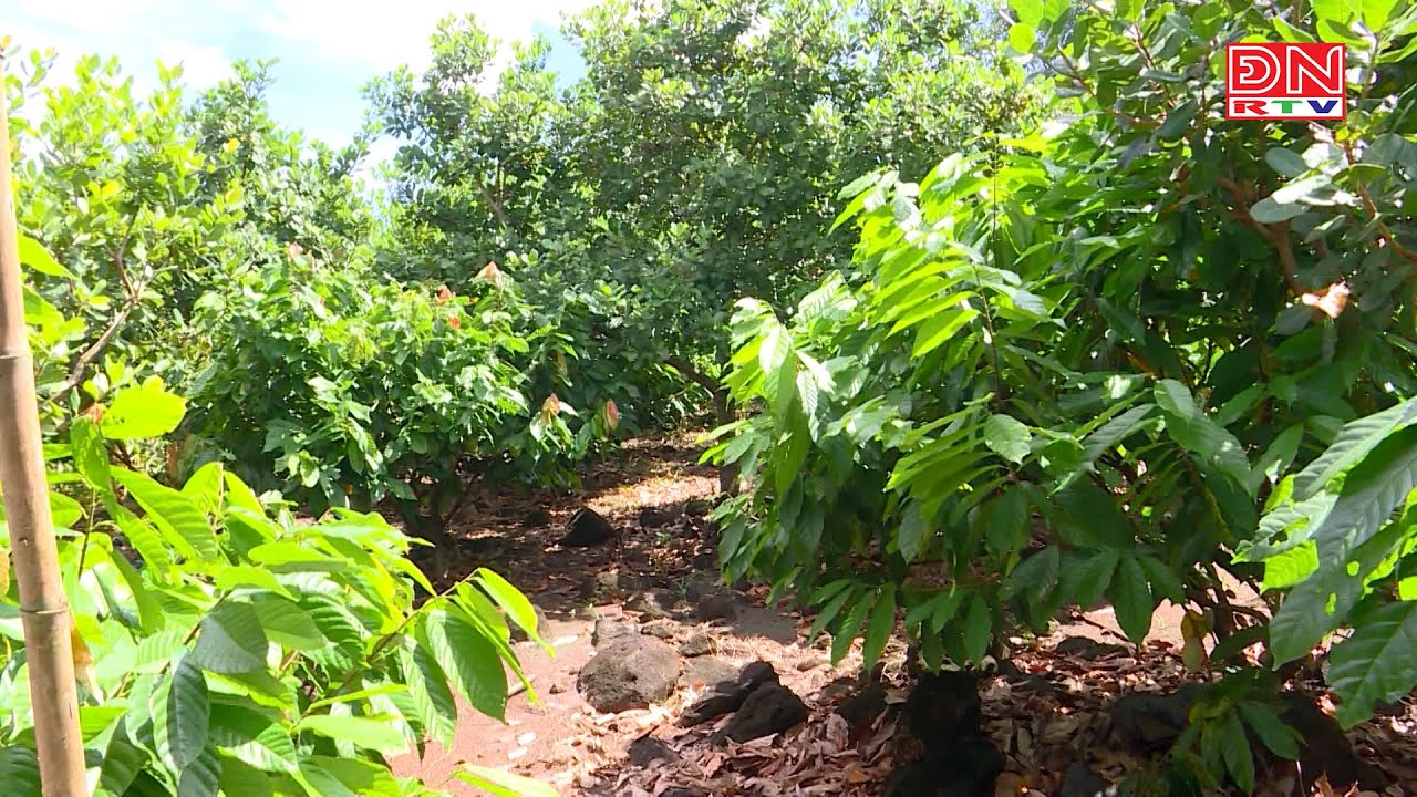 Nông dân trồng ca cao đang thu lợi nhuận cao