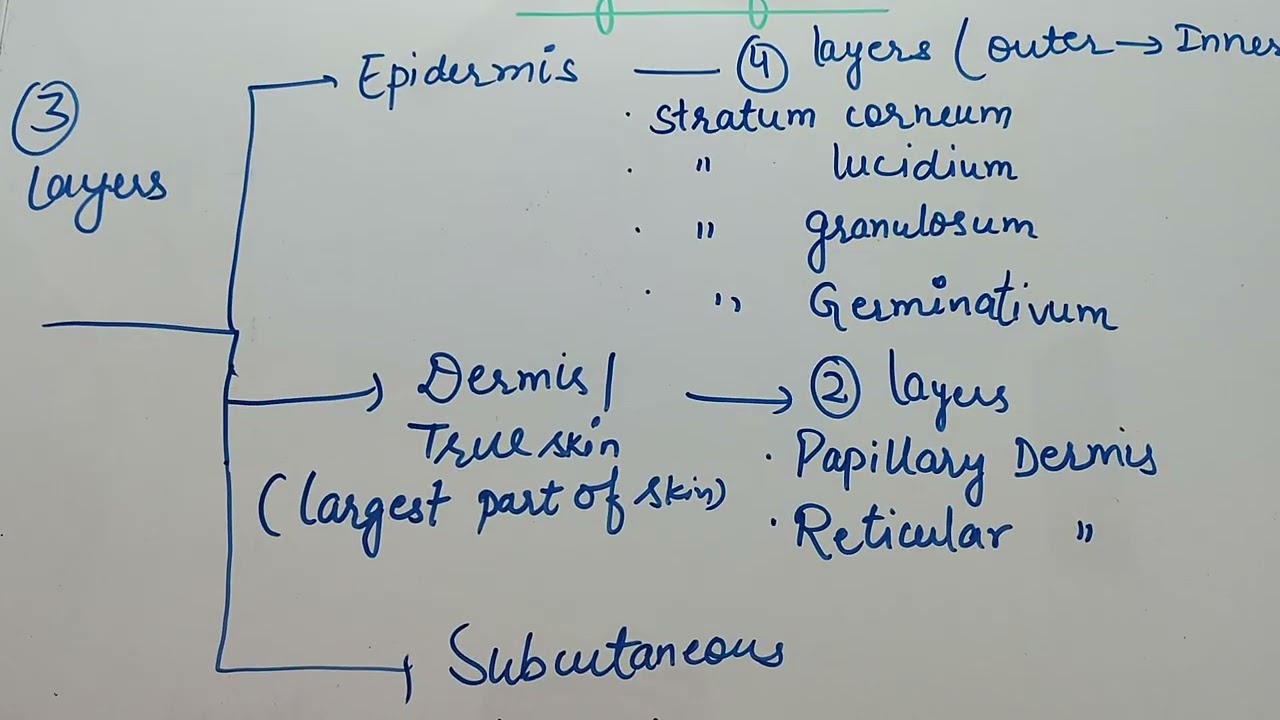 Layers of skin#skin#integumentary system#epidermis#dermis#subcutaneous
