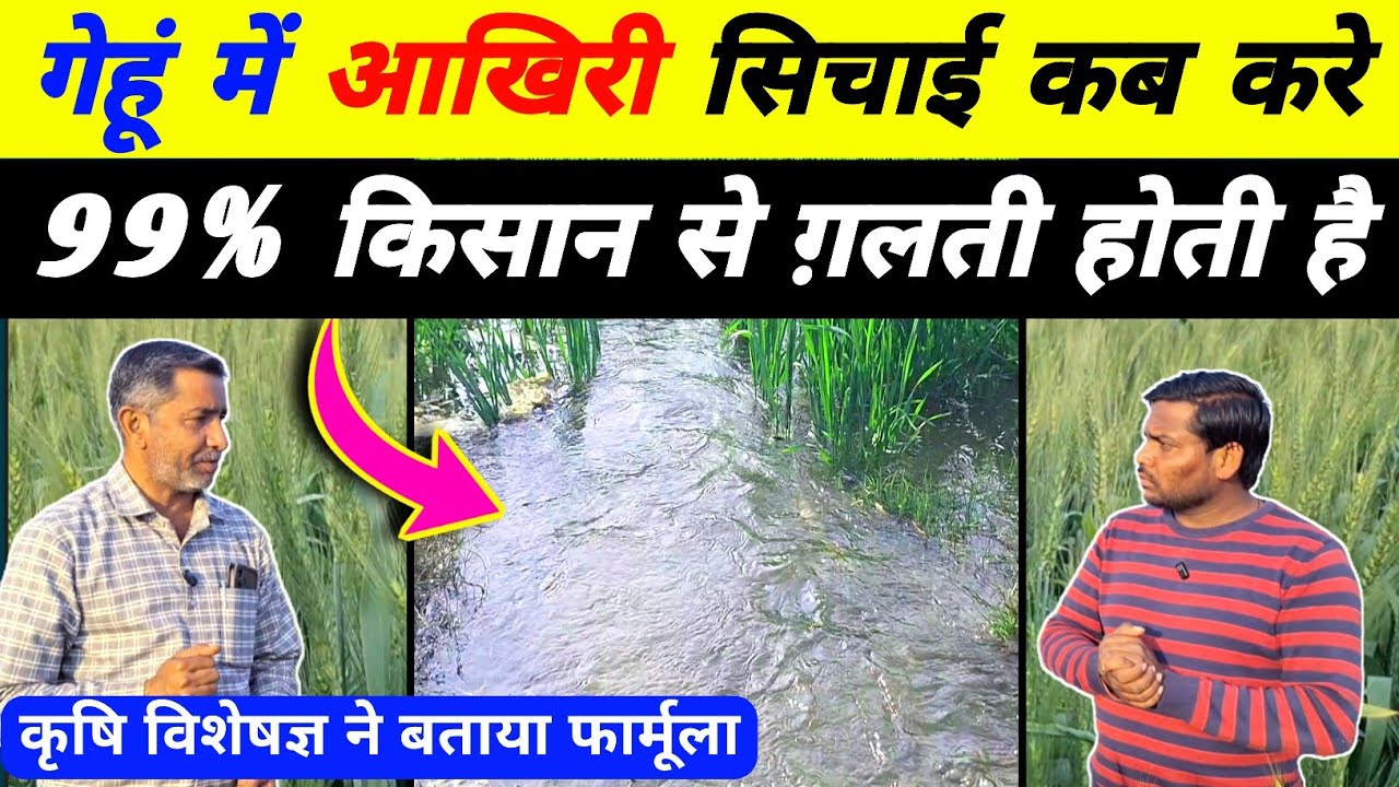गेहूं मे आखिरी पानी कब दे | gehu me akhiri paani kab lagaye | gehu me last pani kab lagaye | gehun 