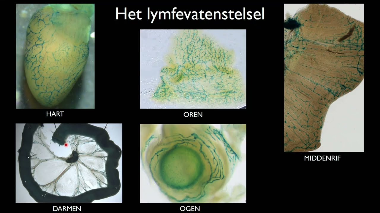 Het lymfevatenstelsel, het zusje van het bloedvatenstelsel - Ljuba Ponomarev