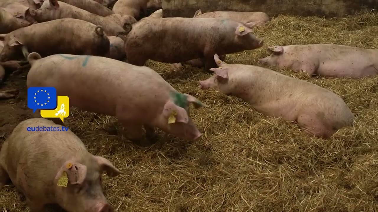 He Came to a Pig Farm in Denmark... and Left Speechless 🇩🇰 Christophe Hansen AGRI Tour