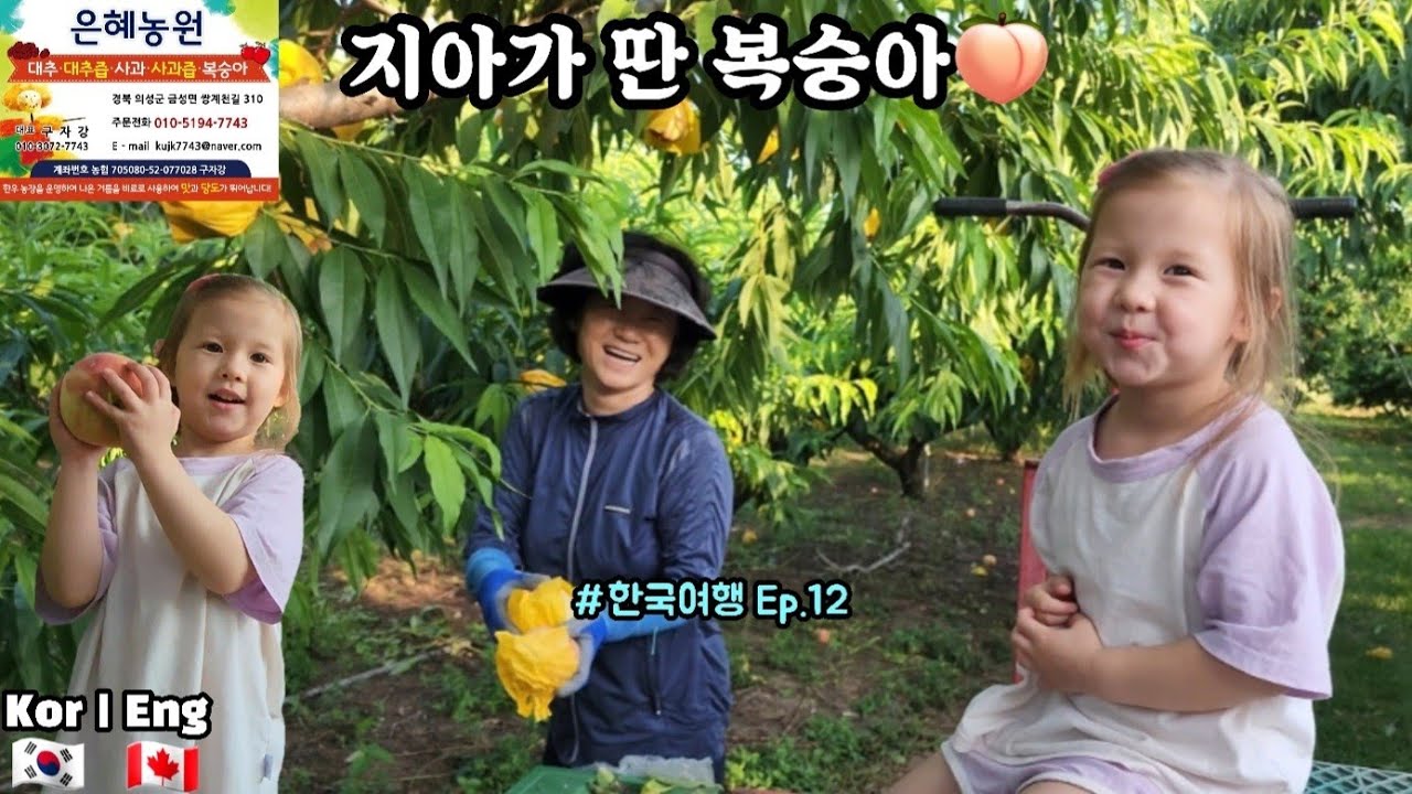 한국여행(Ep. 12) 체험 삶의 현장, 할머니 할아버지와 복숭아 따기 ㅋㅋ