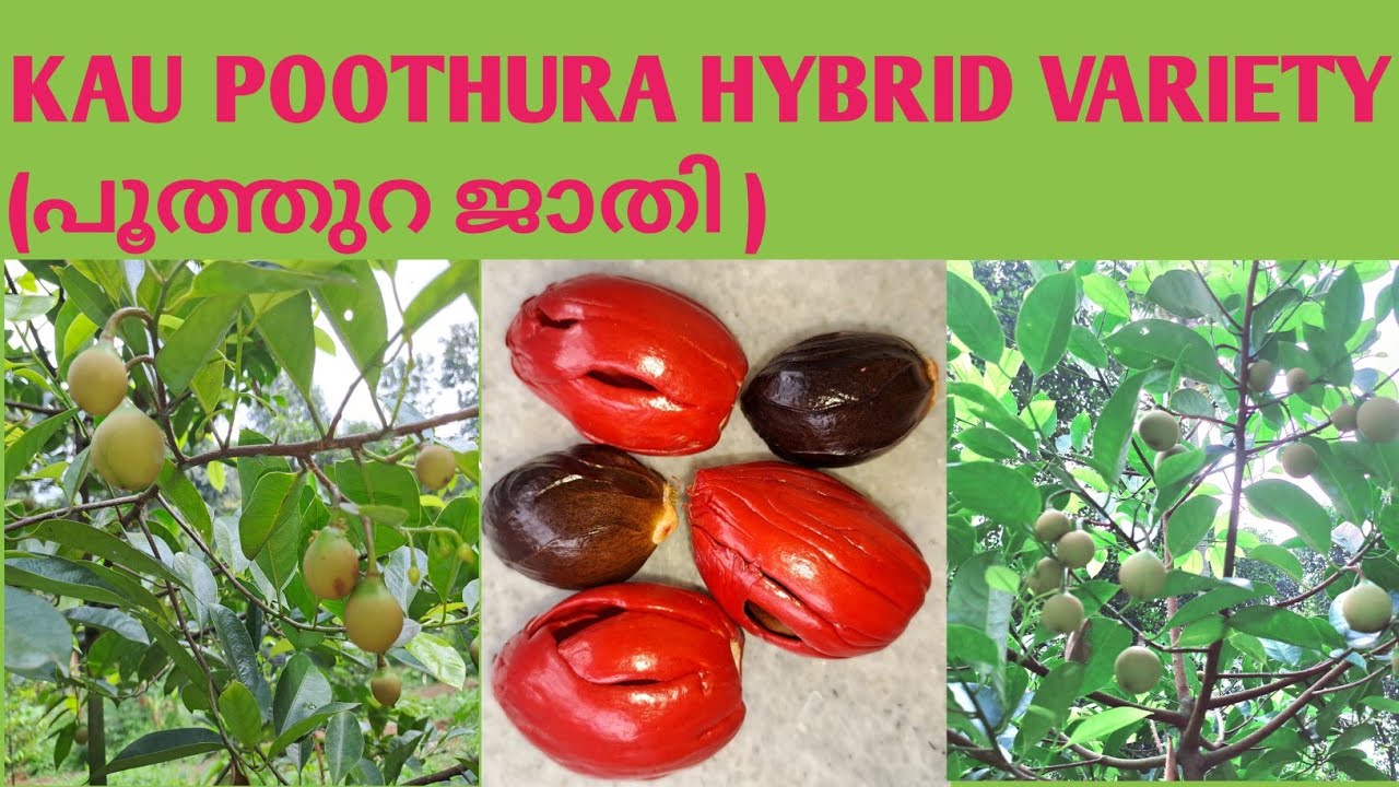 KAU POOTHARA JATHI /പൂത്തറ ജാതി