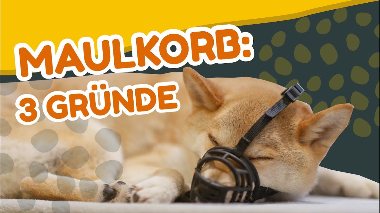 WANN dein Hund einen MAULKORB tragen sollte - 3 Gr&uuml;nde [Training #46] (2021)