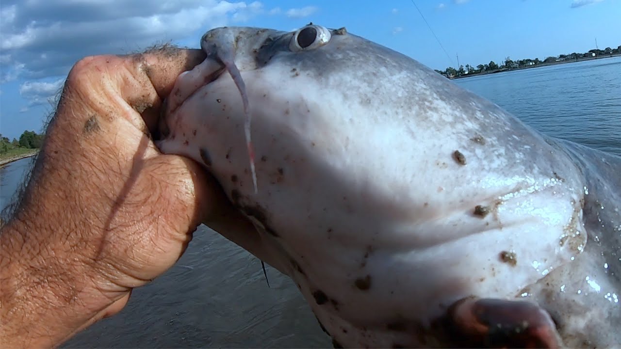 Fishing For Catfish With Strawberry Chicken