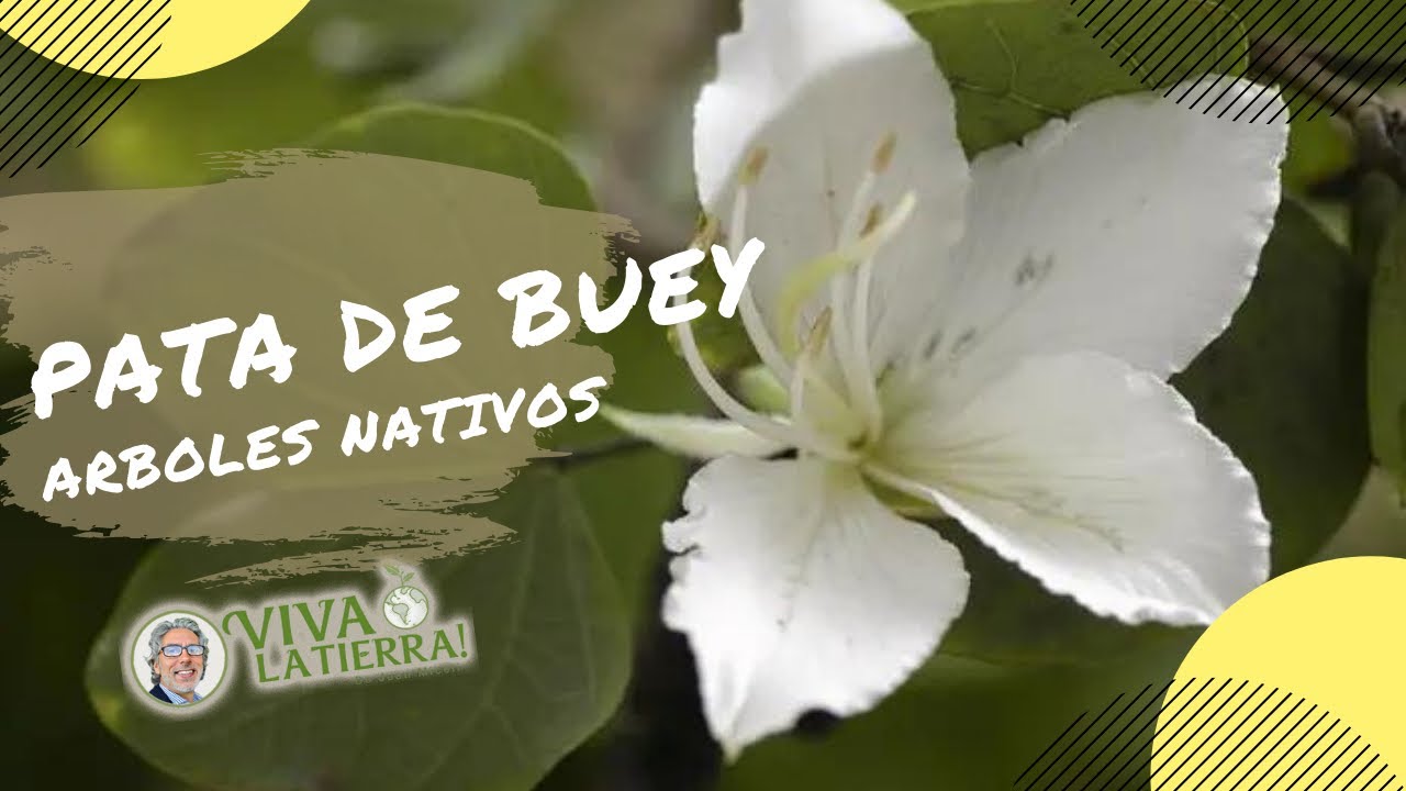 Árboles nativos: Pata de buey