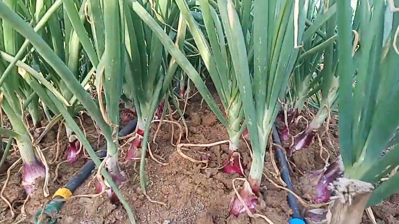 HOW TO PRODUCE QUALITY AND QUANTITY ONIONS?