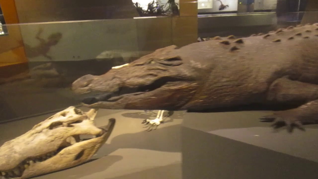 Lee Kong Chian Natural History Museum