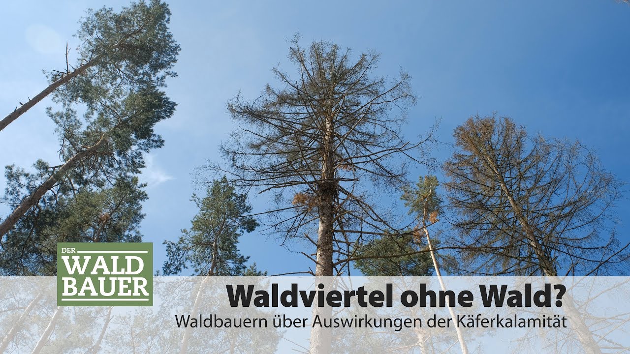 Waldviertel ohne Wald?