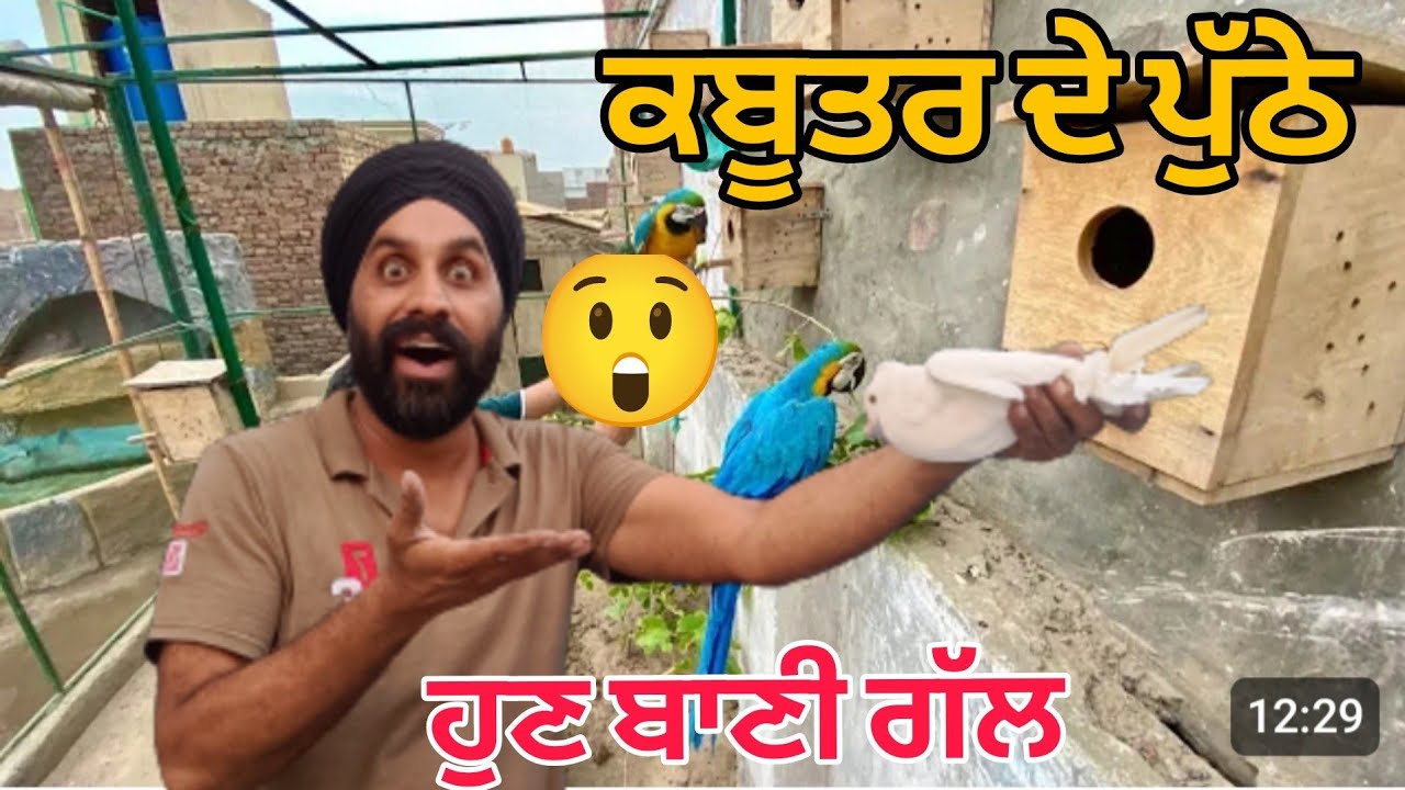 ਮੁੱਖੀ ਕਬੂਤਰ ਹੋਗਿਆ ਬਿਮਾਰ🥺| ਕਬੂਤਰਾ ਦੇ ਪੱਠੇ ਹੋ ਗਏ ਪੂਰੇ Tame🤩 | #petvlog