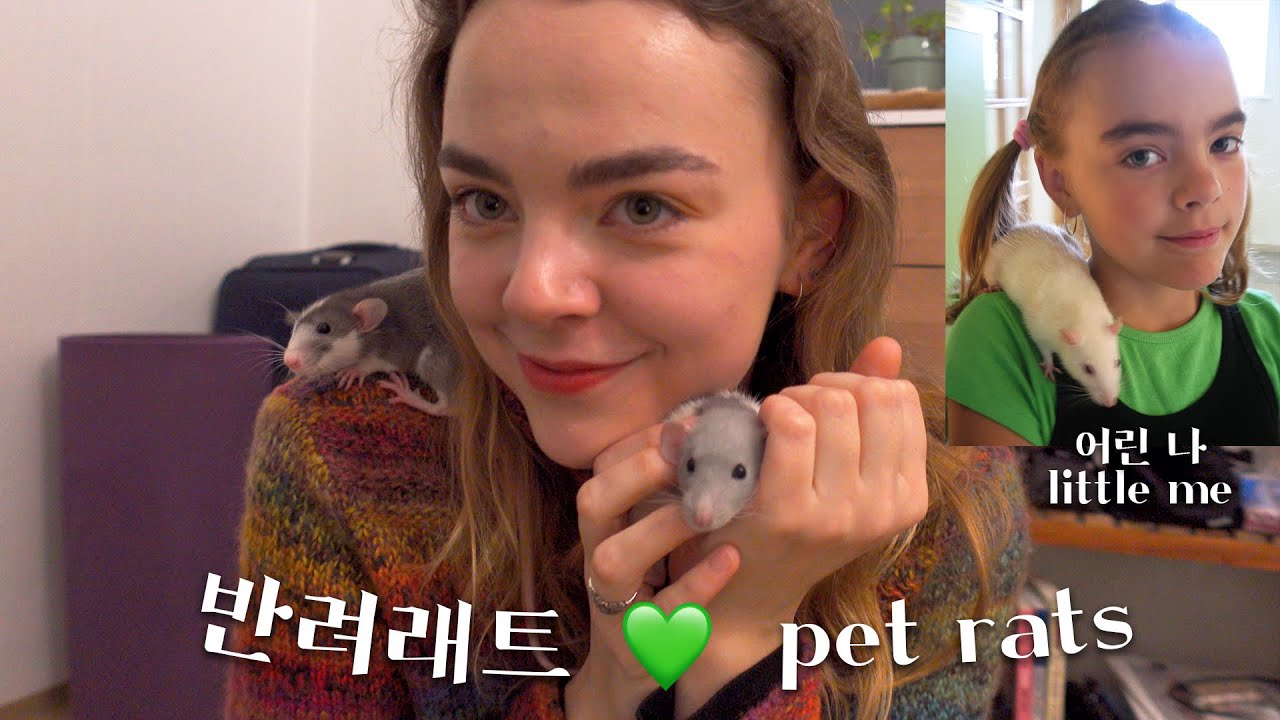 한국에서 반려동물 키우기로 했어요! 애정이 넘치는 반려래트를 소개합니다🐭💚 Getting pet rats in South Korea!