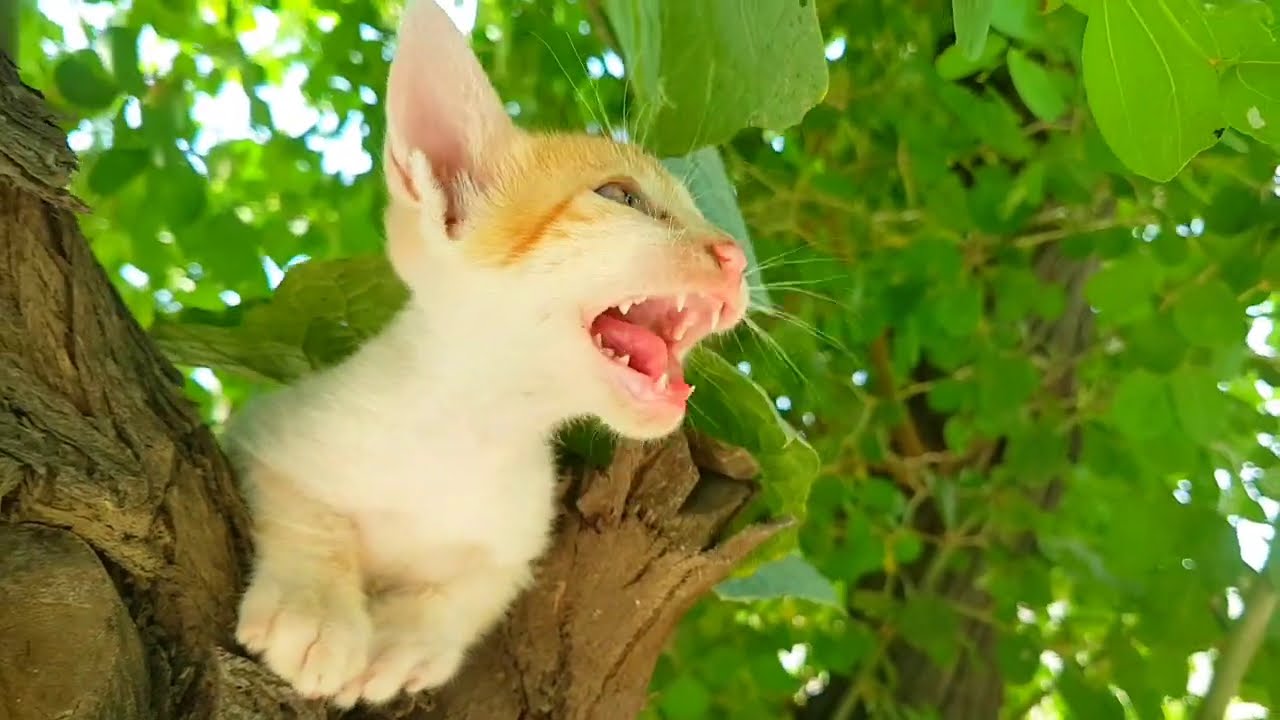 Heartbreaking Momment kitten Crying Loudly