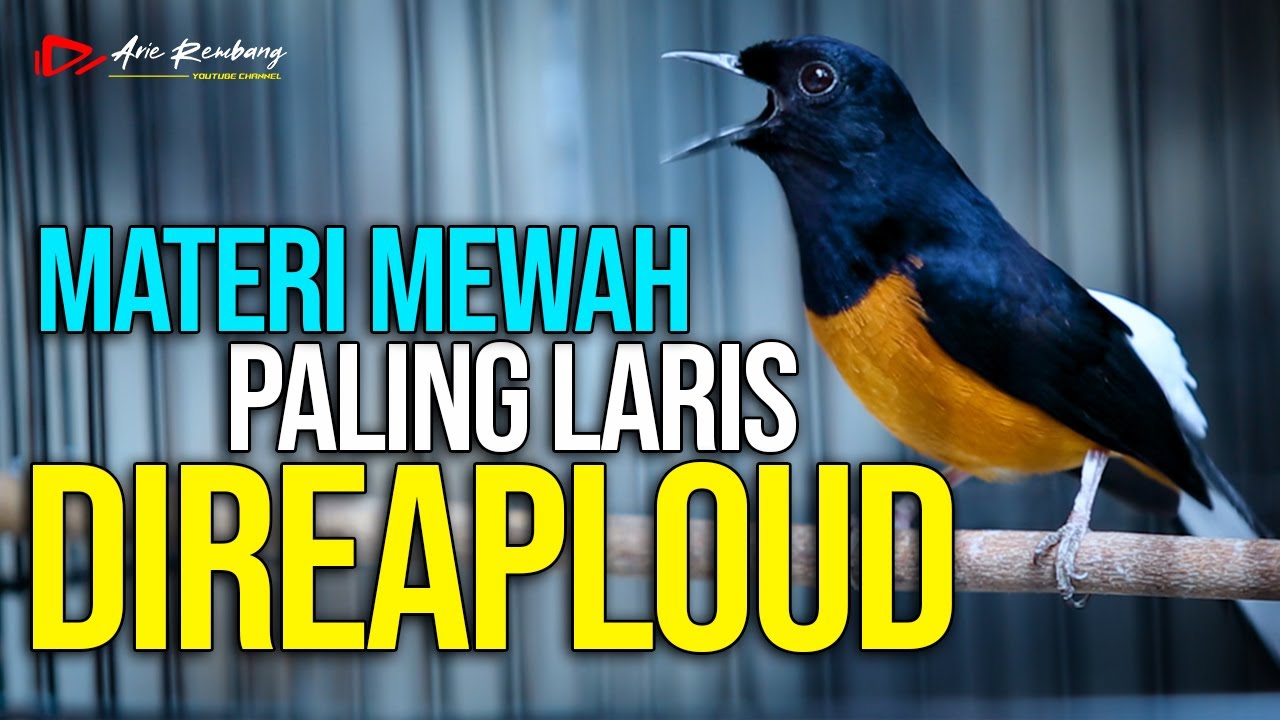 MURAI BATU GACOR MATERI SADIS PALING LARIS DI REAPLOUD CHANEL LAIN | SHAMA BIRD SINGS VERY BEAUTIFUL