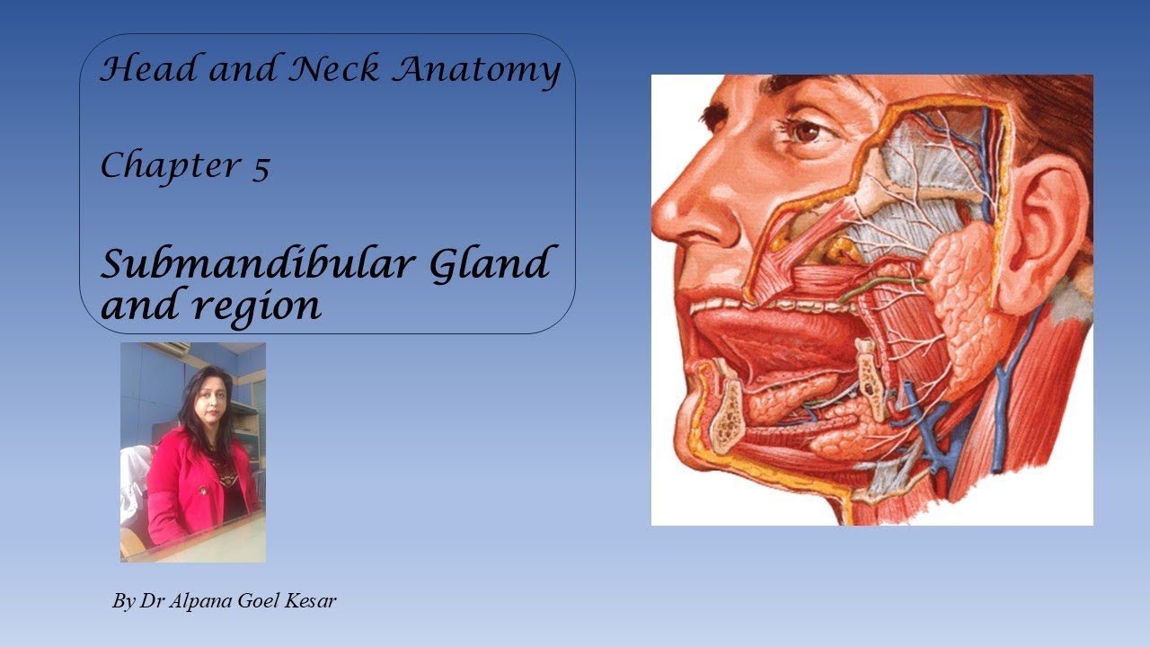 5. Submandibular Gland | Submandibular ganglion | Sublingual gland | Head and Neck Anatomy in 1 day